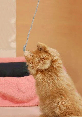 かわいい猫の写真ちょうだい